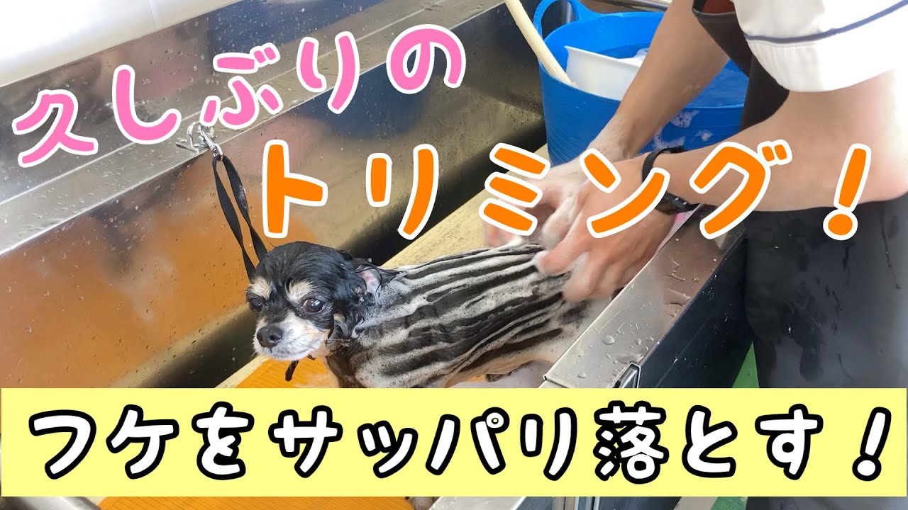 【チワワ】溜まったフケにサヨナラ。［兵庫ペット医療センター 尼崎本院］Happy dog glooming