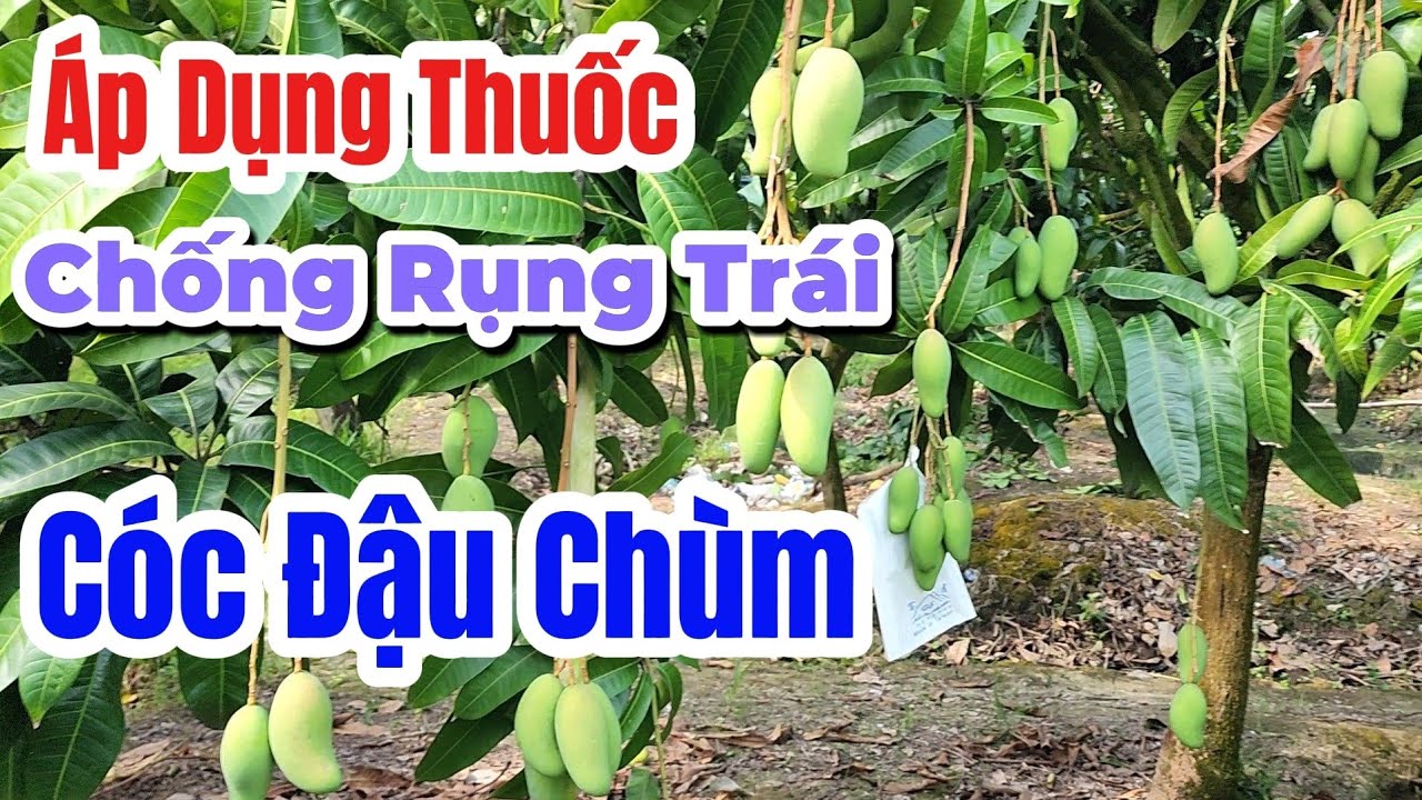 Áp dụng thuốc chống rụng trái xoài Đài Loan |Gốc Cù Lao| #0986289491 #gocculao 