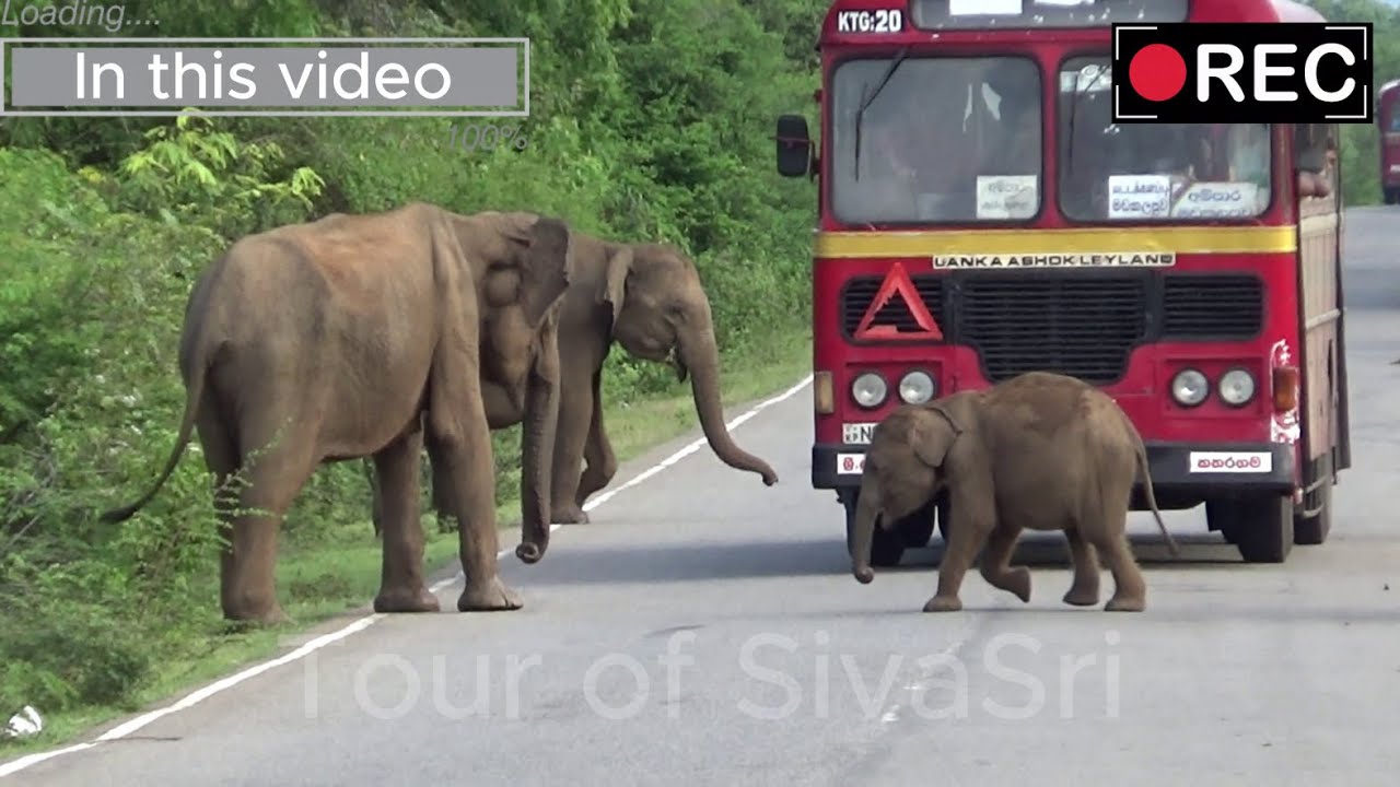 What a beauty in Yala National Park - Baby elephant on the road #baby #babyelephant #elephant