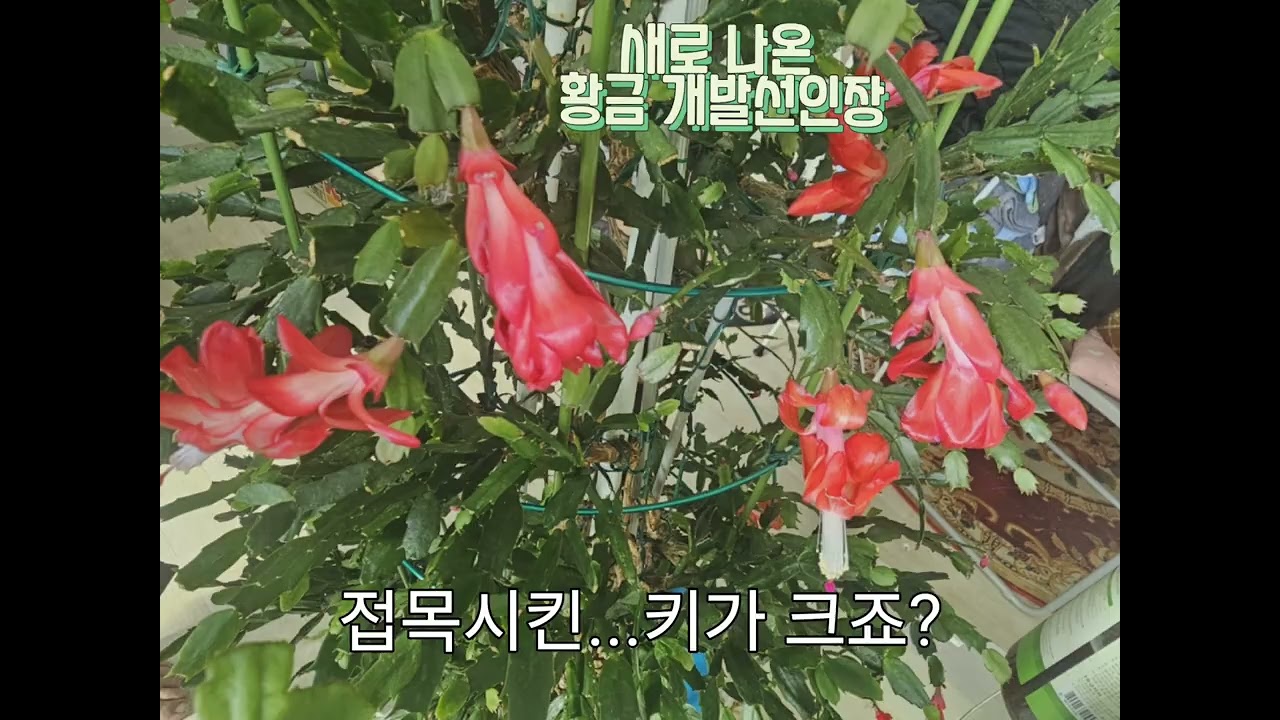 개발선인장 🪴
