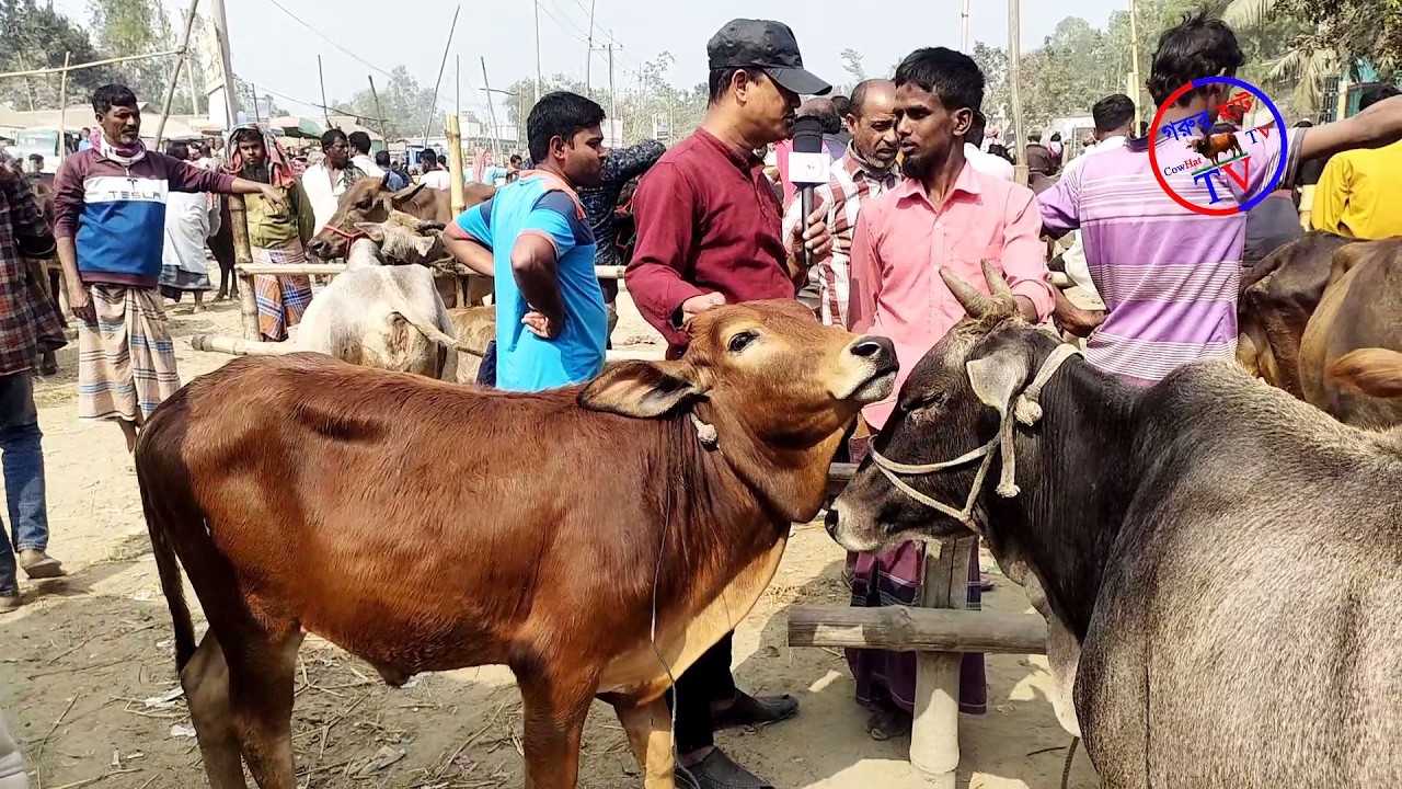 @09/03/2026 ইং পানির দামে গরু বিক্রি হচ্ছে। পিংনা গরুর হাট। গরুর হাট ২০২৬। গরুর হাট TV। CowHatTV