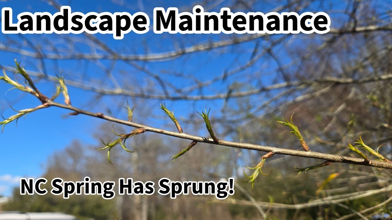 Spring Has Sprung!  NC Spring Landscape Maintenance