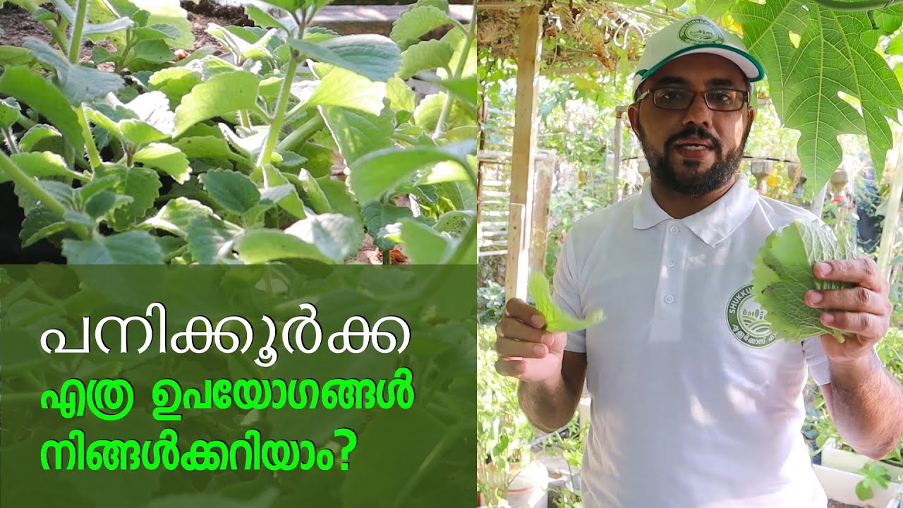പനിക്കൂർക്ക വീട്ടിൽ ഉണ്ടെങ്കിൽ
