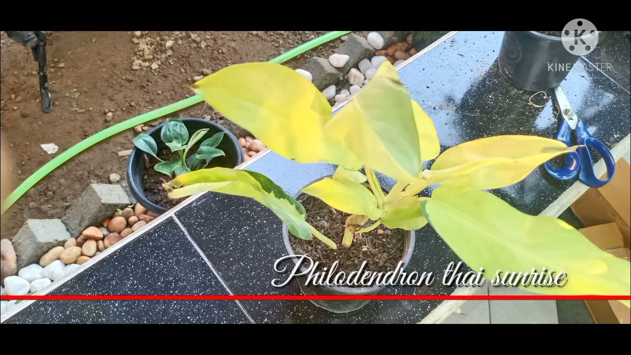 philodendron thai sunrise (rare)
