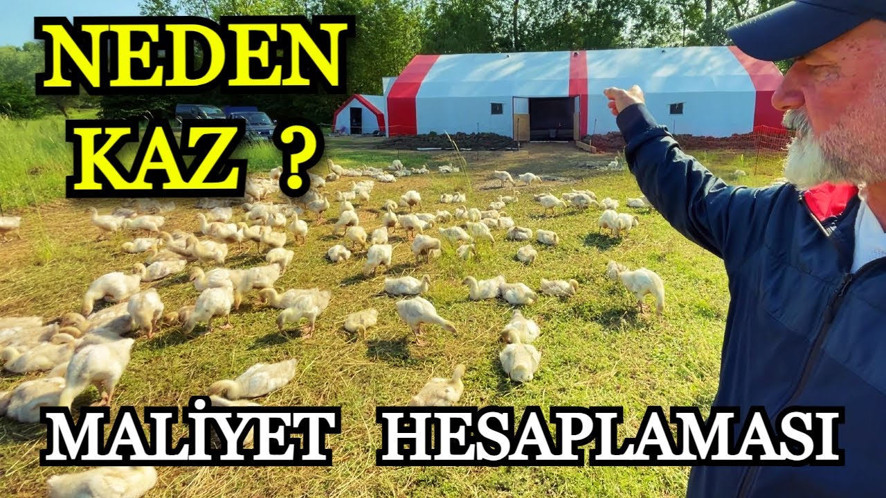 Kaz Yetiştiriciliği - 300 Adet ile Kaz Çiftliği Kurdu