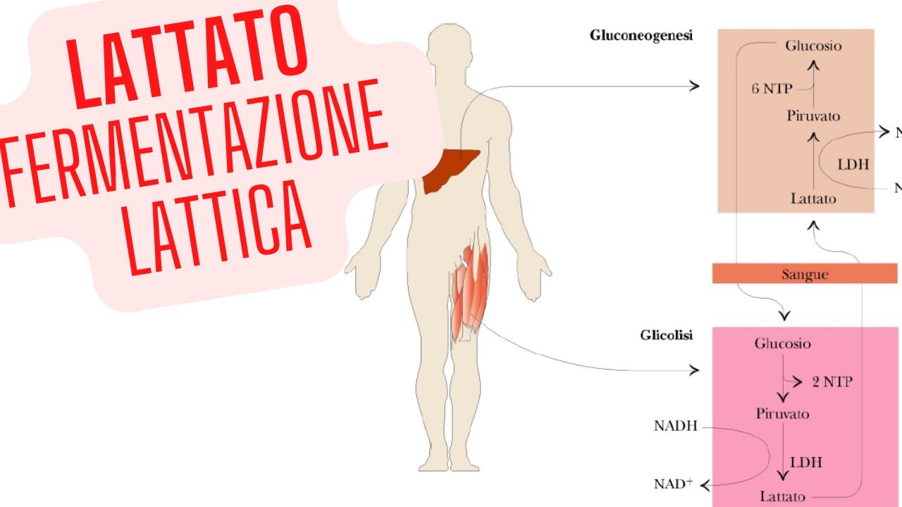 Destino del Lattato fermentazione lattica biochimica