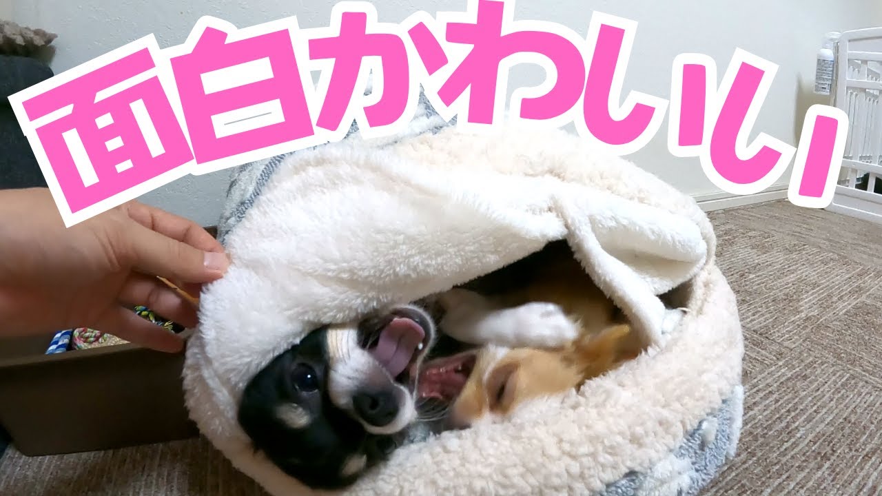 魔法のベッドを手に入れたチワワ兄弟が面白可愛いすぎた！
