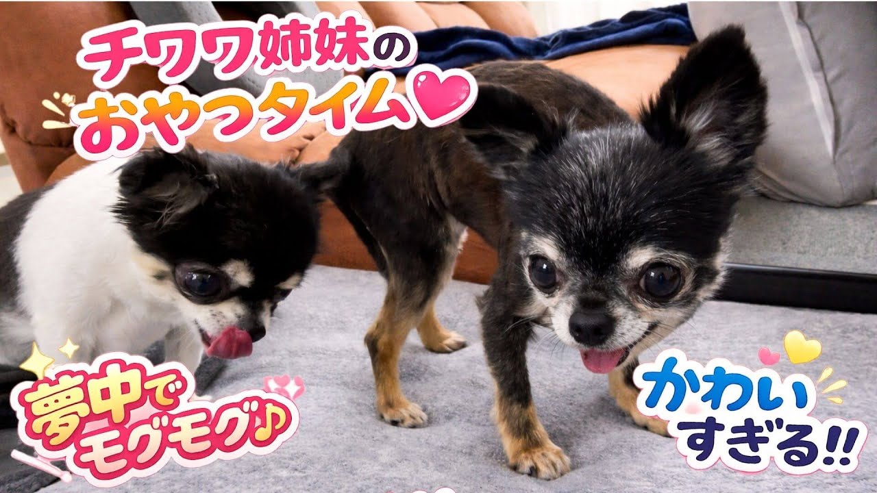 【チワワ】夢中でモグモグ♡おやつしか見えてないチワワ姉妹#チワワ#おやつタイム#可愛い動画