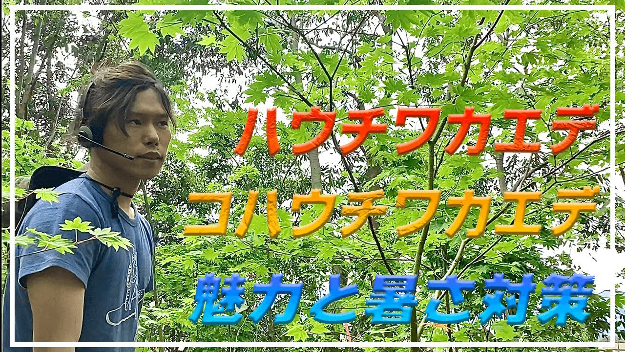 柔らかな雰囲気が大人気　ハウチワカエデ、コハウチワカエデ！暑さ対策も