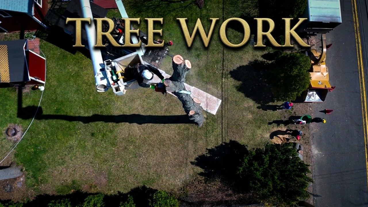 Tree Work from Above