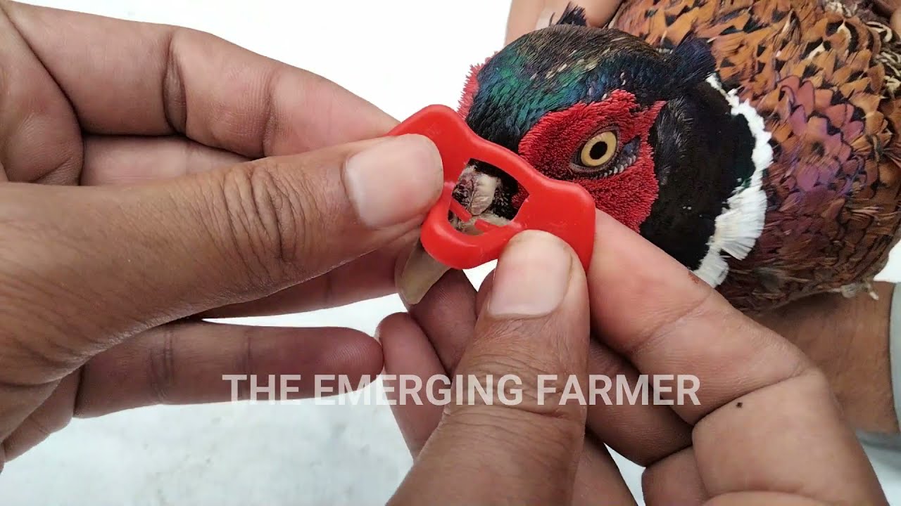 Eye Blinders for Pheasants/Hens | Pinless Peepers | Anti pecking glasses