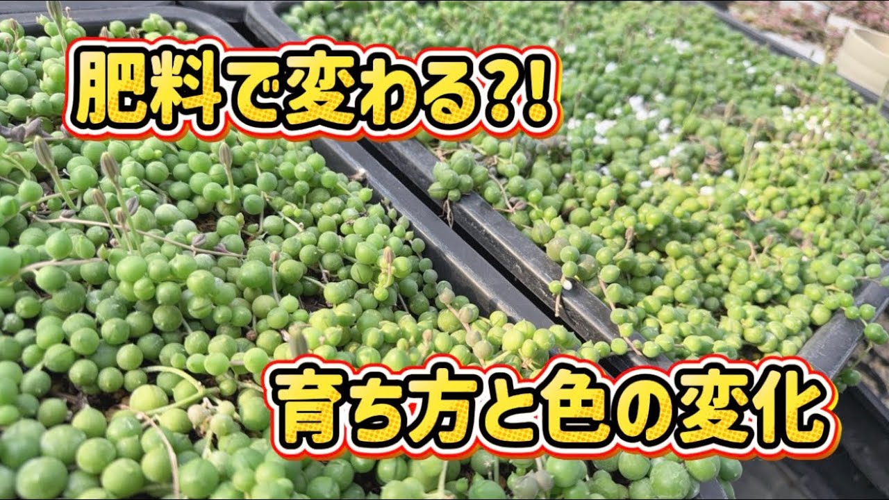 【グリーンネックレス】育成実験💖育ち方は?!色は?!🤔✨育て方の幅を広げよう✊✨【多肉の育て方】
