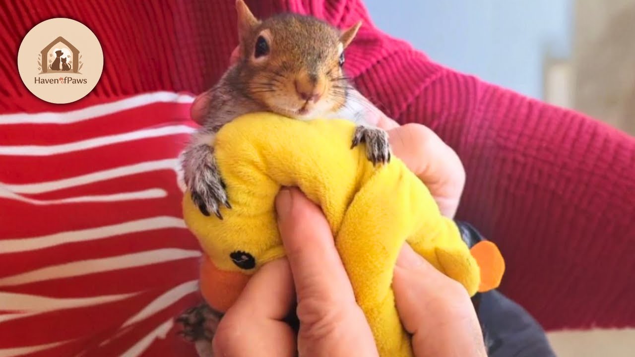 He Couldn't Walk, But He Found Love &mdash; A Paralyzed Squirrel's Rescue Story
