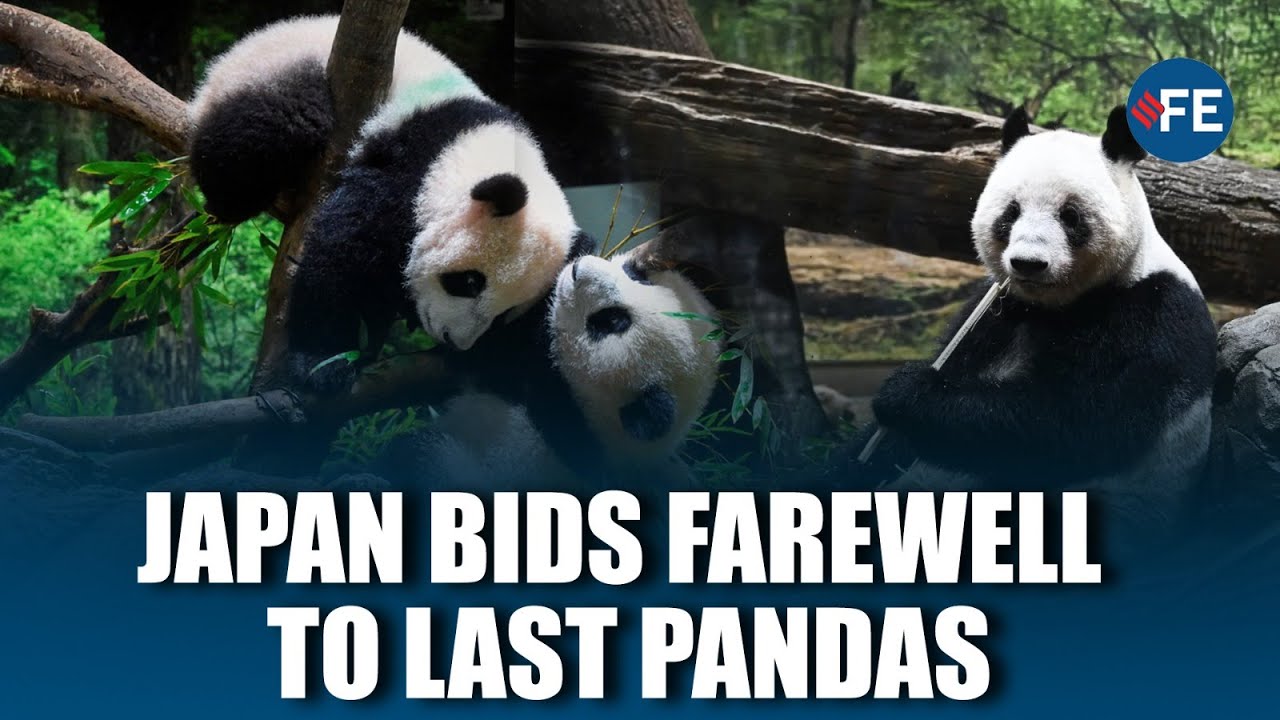 Japan Says Goodbye To Its Last Pandas Ahead Of China Return