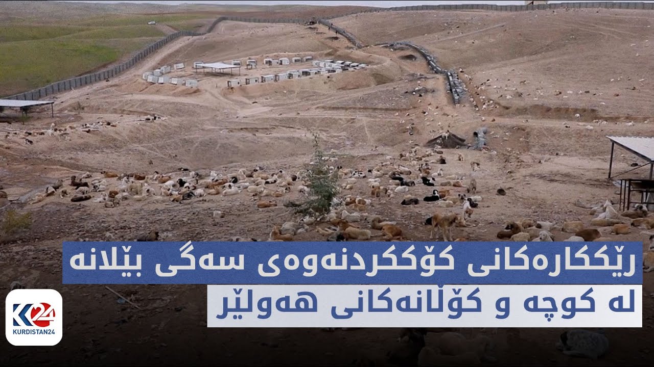 چ باسە | رێککارەکانی کۆککردنەوەی سەگی بێلانە لە کوچە و کۆڵانەکانی هەولێر