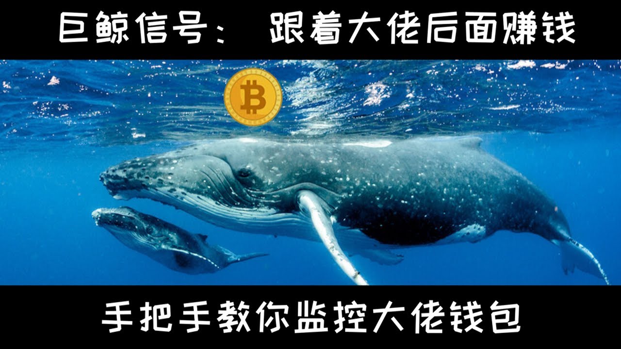 币须说 | 数字货币如何监控巨鲸信号跟单？跟着大佬混有肉吃？获取大佬钱包地址+币圈分析巨鲸信号的经验 Whale Alert