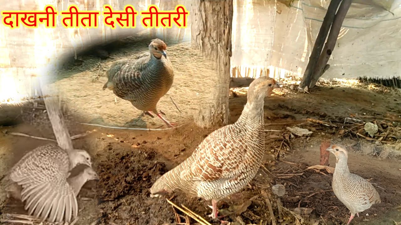 दाखनी तीतर देसी तीतरी