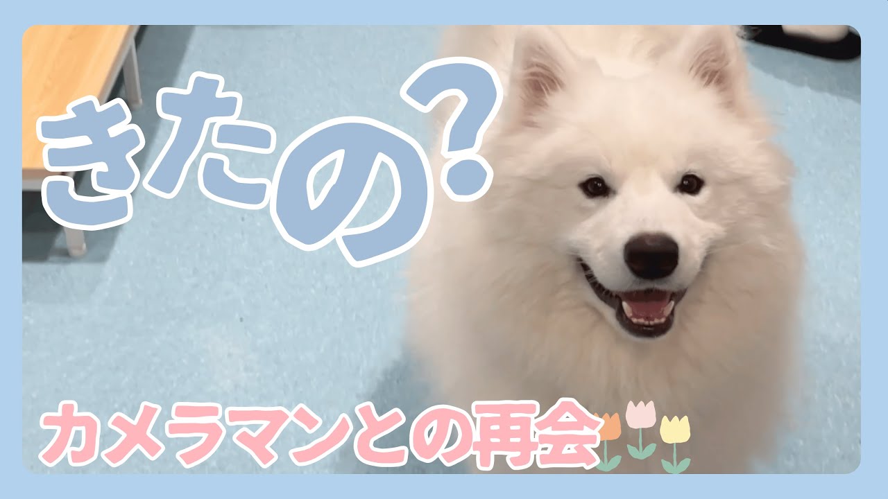 【再会】サモエドは元スタッフを覚えてる？？
