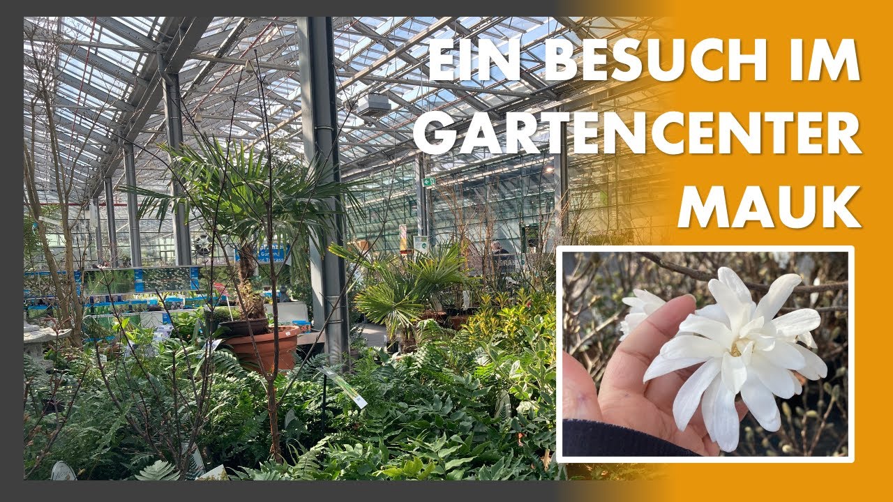 Shopping Tour im Gartencenter Mauk - Oberursel - Von euch inspiriert! 😊❤️ Frühlingsblüher