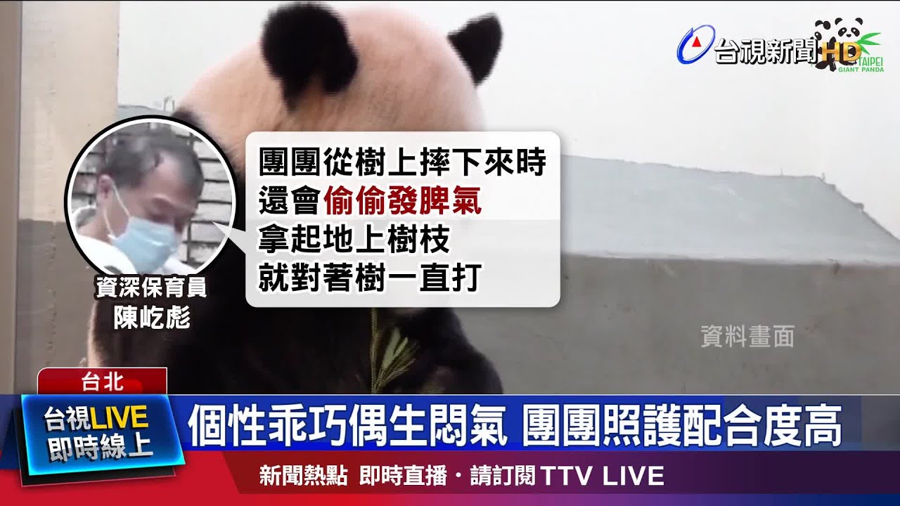 不捨! 粉絲動物園探看圓圓.圓仔.圓寶