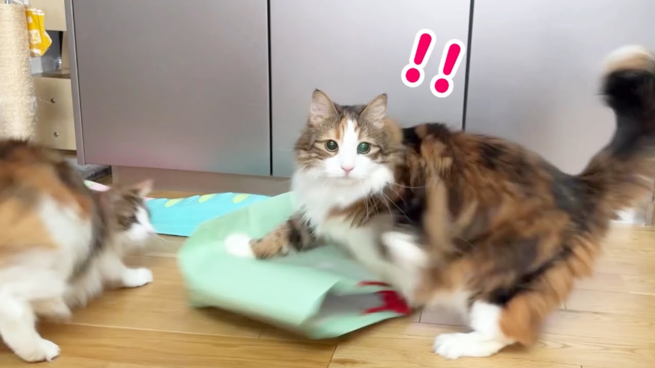 紙袋と猫🛍入ったり踏んだり