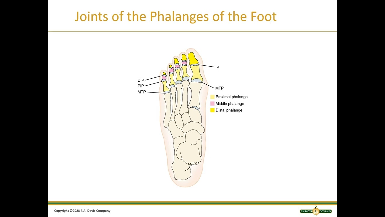 Ch 19: Ankle and Foot