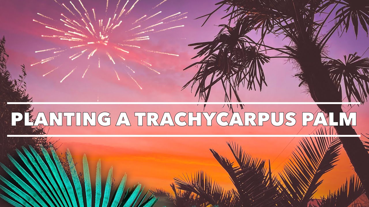 Planting a Trachycarpus fortunei & Hardy Palm Care Tips