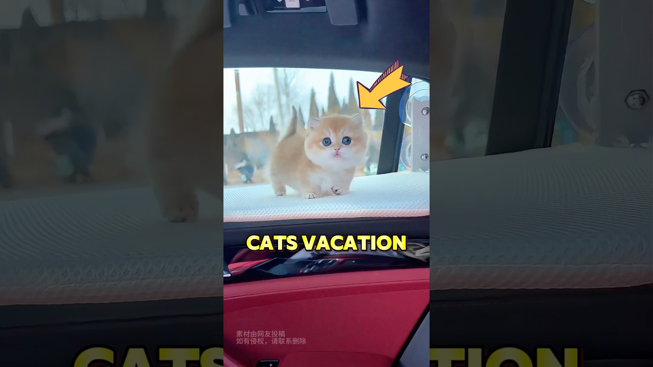 The owner is preparing his cats for vacation
