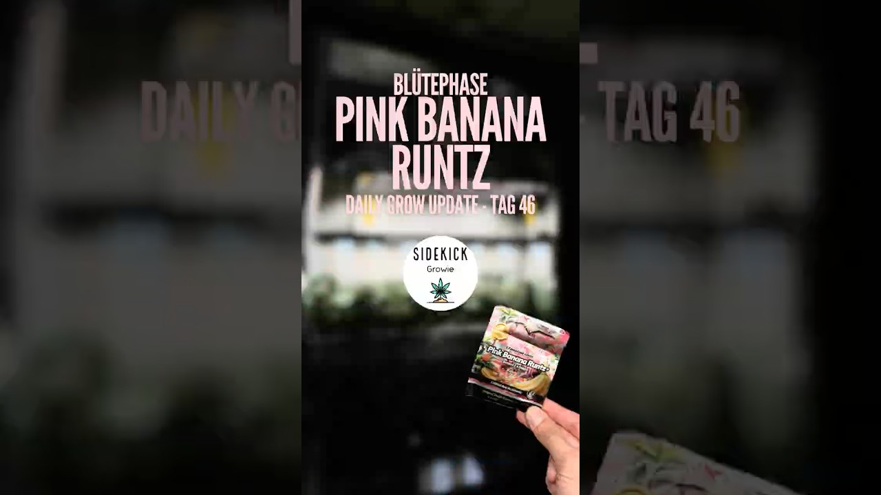 Pink Banana Runtz - Tag 46 | Dutch Passion