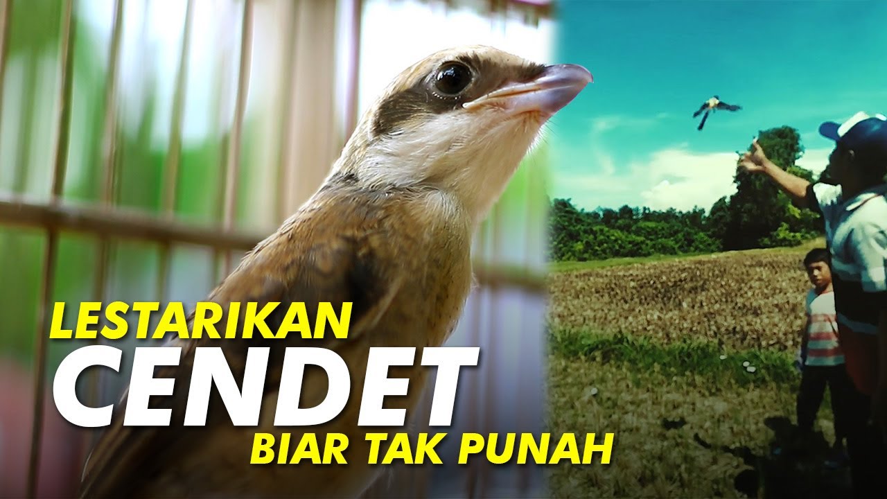 SEKOLAH BURUNG #4: SETING DAN MENANGKAR CENDET BIAR TAK PUNAH