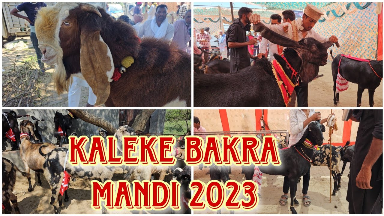 Kaleke Bakra Mandi 2023 | Goats Market And Show In Punjab | Heavy Weight Beetal Goats. #beetalgoats