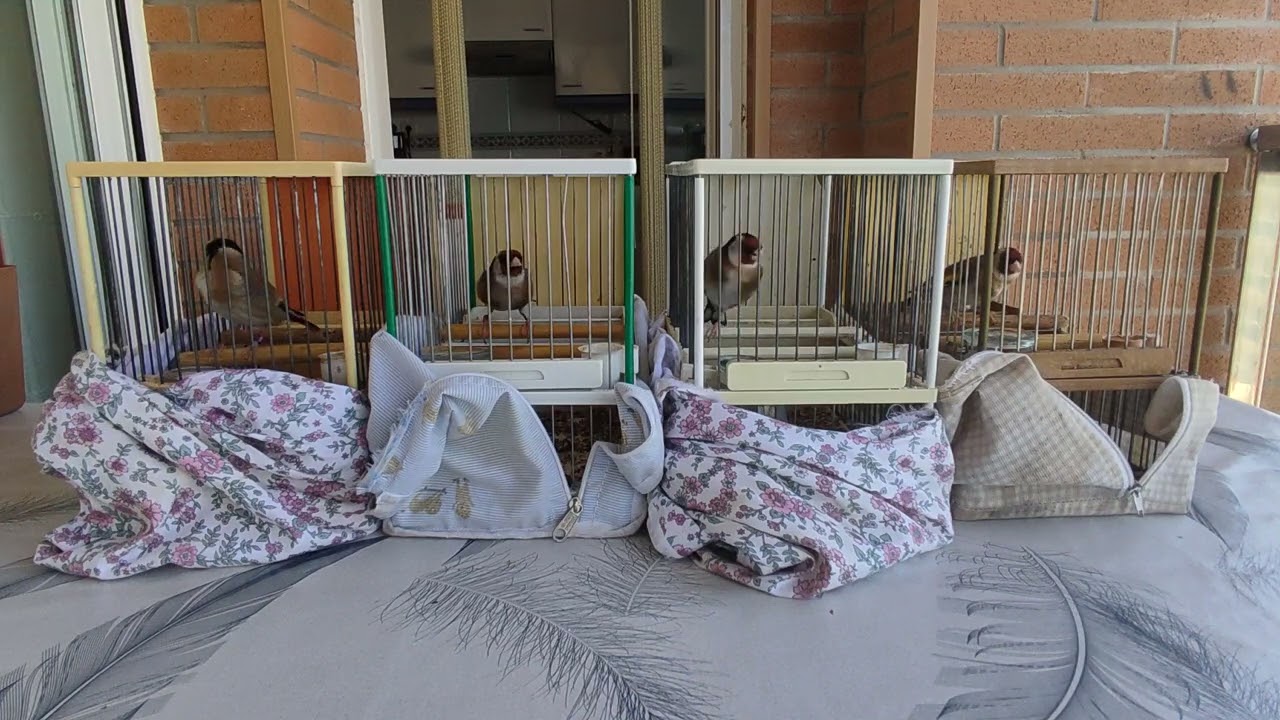 Novellita la rara , primera pegada