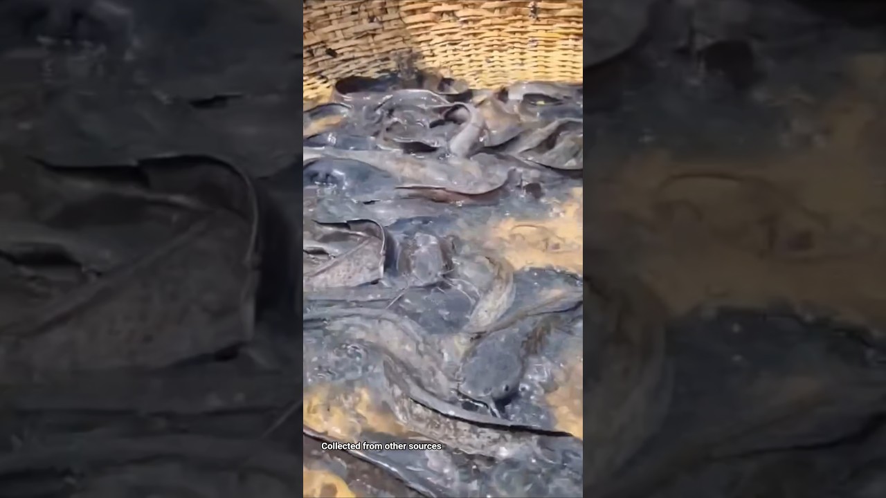 huge catfish catching video.