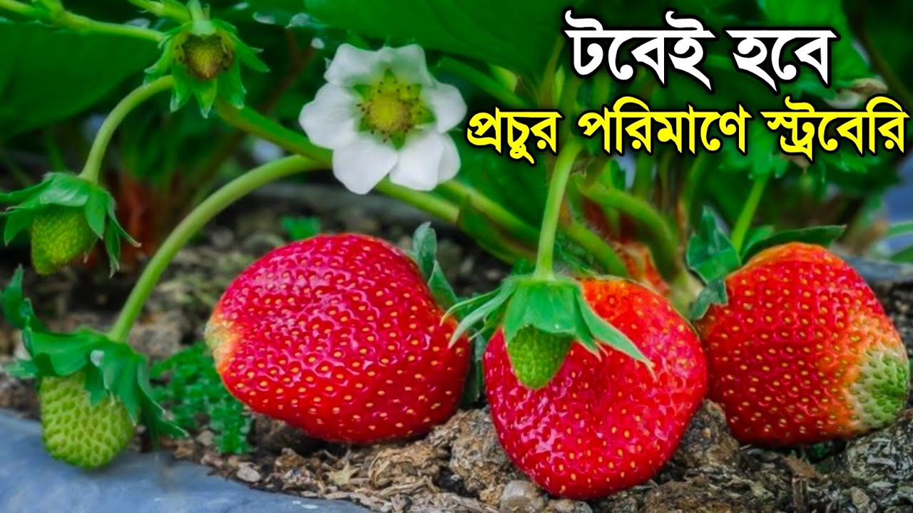 খুব সহজে টবে স্ট্রবেরি চাষ পদ্ধতি | Tobe Strawberry Chas
