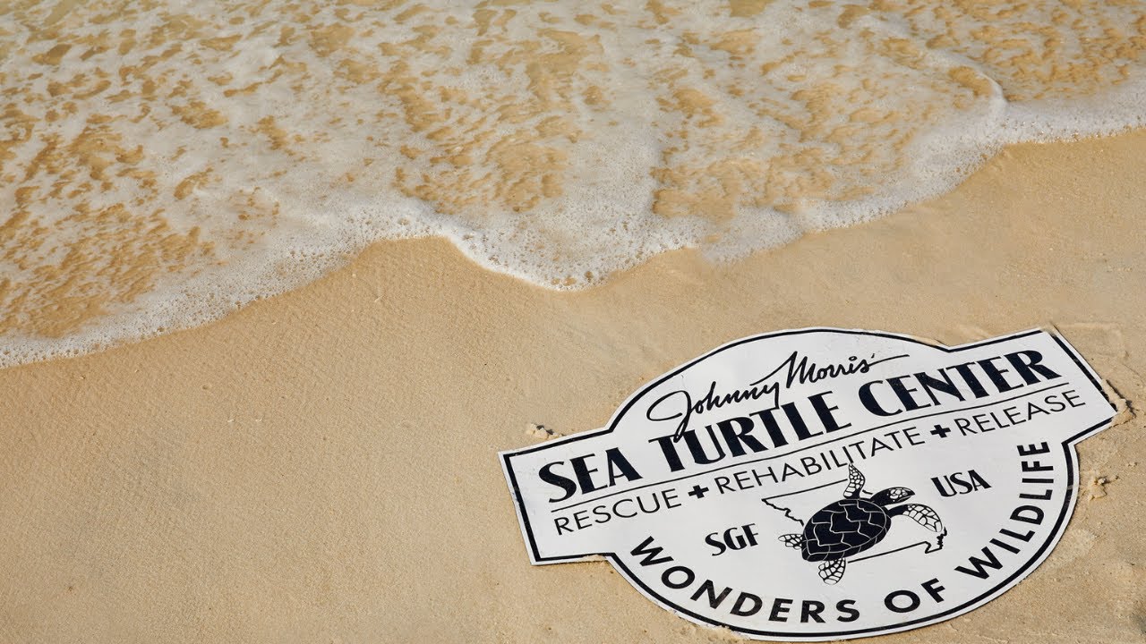 Loggerhead Sea Turtles: Rescue, Rehabilitation and Release
