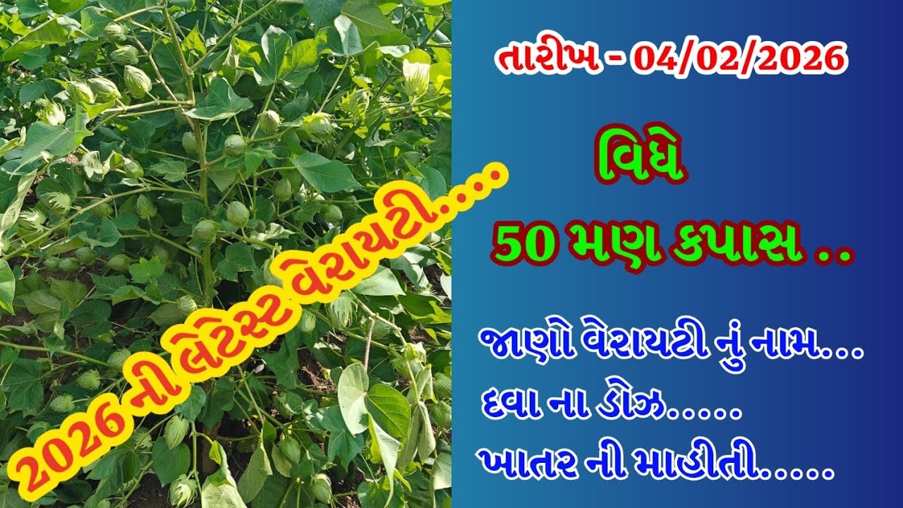 કપાસ ની લેટેસ્ટ માહિતી...2026 ની ટોપ વેરાયટી...50 મણ કપાસ 😯