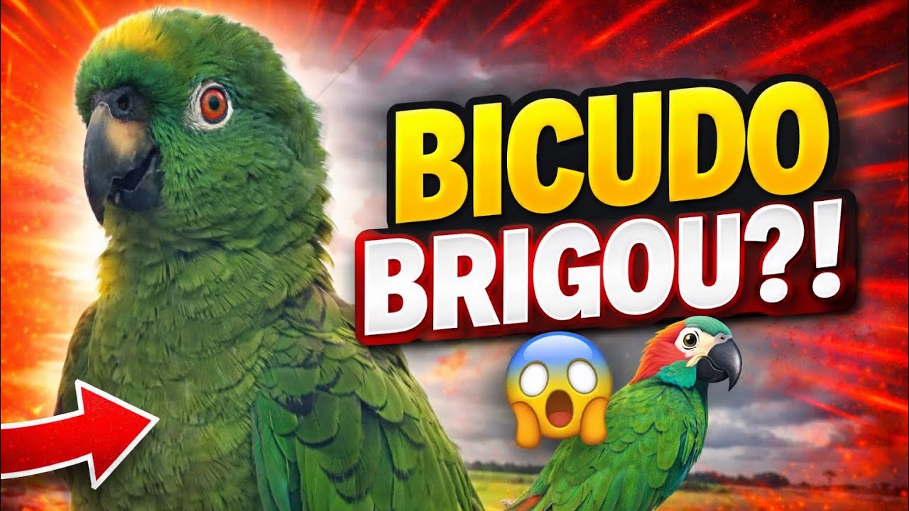 🐦 Bicudo Brigou com Outro Papagaio! Veja o Que Aconteceu 😱