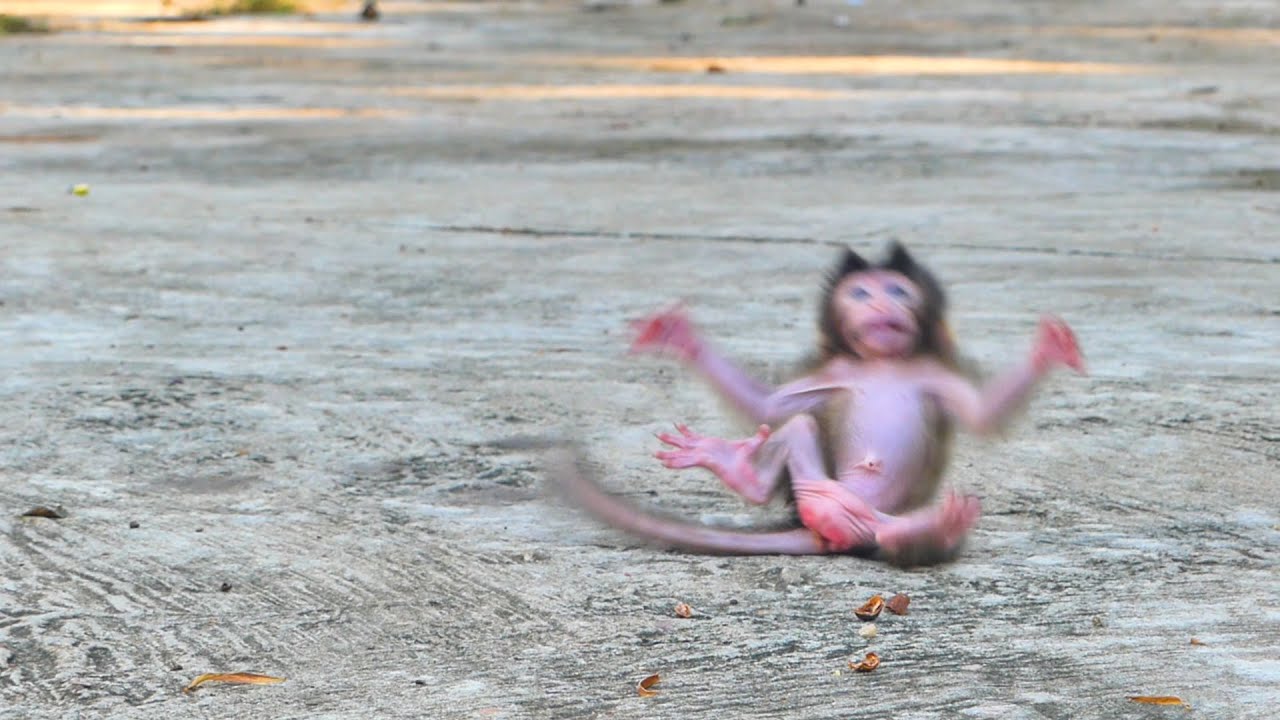 Good mom Teva near her baby monkey Tessa leans to walk and strong by herself but she falls down.