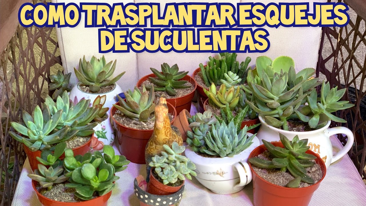 ASÍ TRASPLANTÉ MIS SUCULENTAS😍