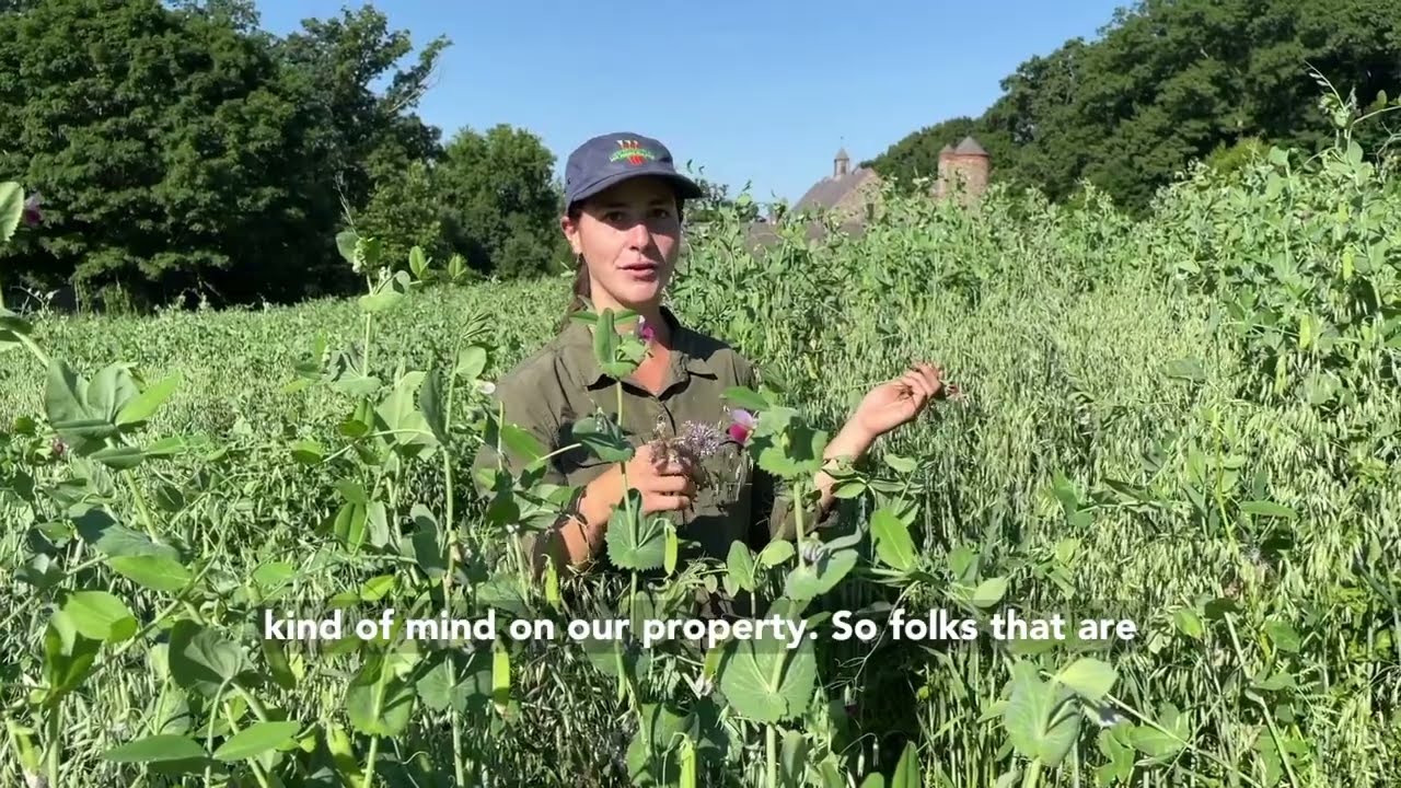 Cover Crops at Stone Barns Center