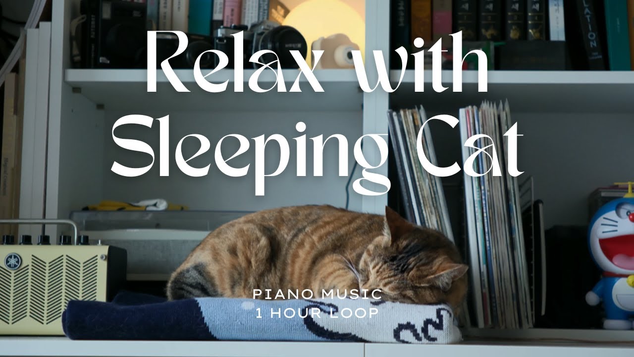 Cozy Morning with Sleeping Cat | 1 Hour Loop | Relaxing Piano Music