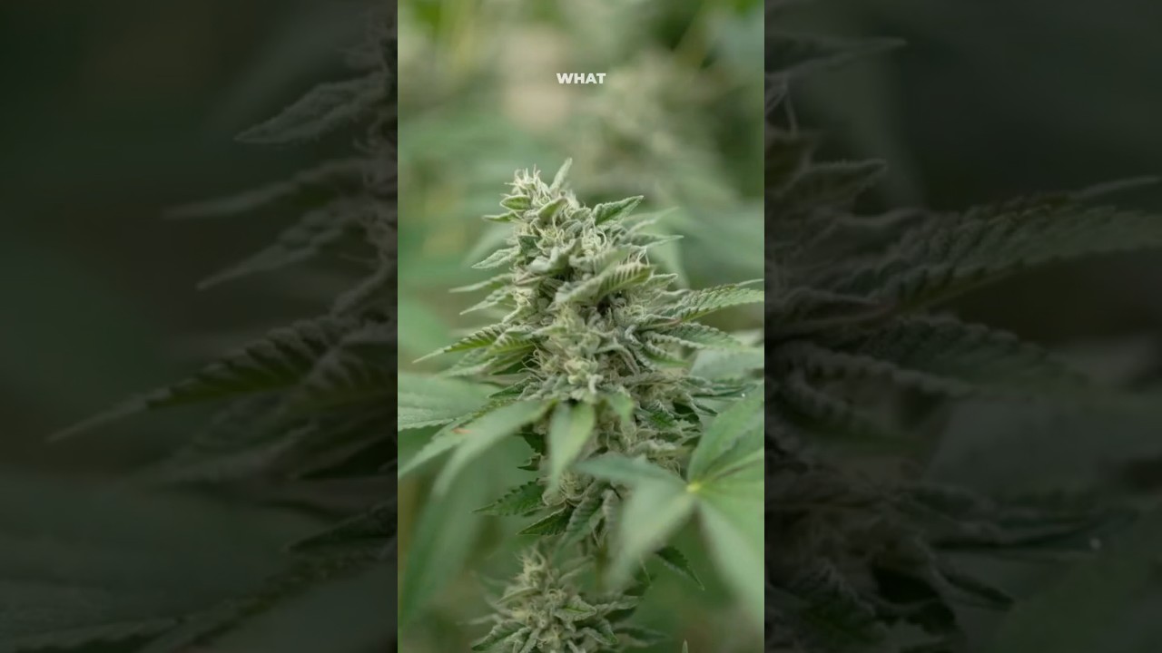$10K in Tilray 10 Years Ago &mdash; Now What? #tilray #shorts #viral #money #personalgrowth