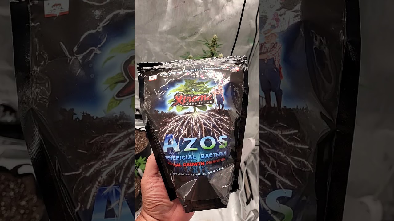 AZOS (BENEFICIAL BACTERIA)              use it, it works 🌳