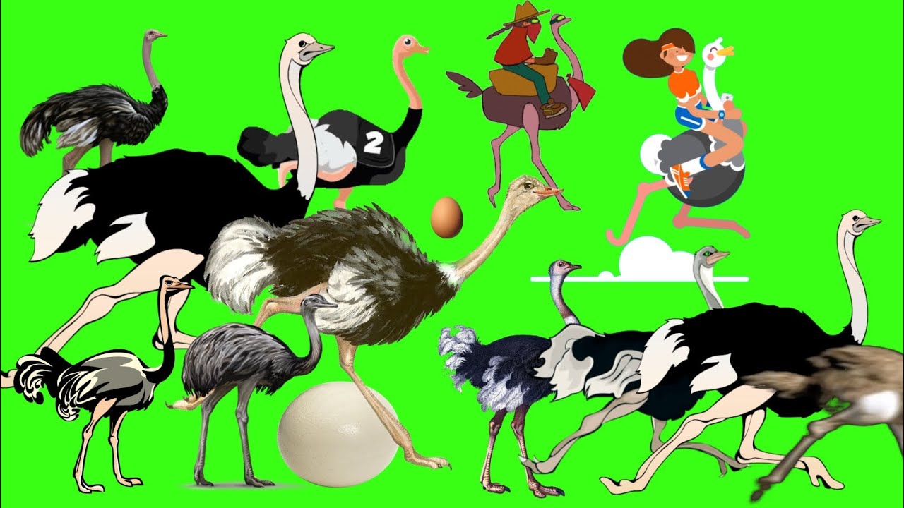 animal stampede - 10 | ostrich stampede green screen | ostrich run | struthionidae version
