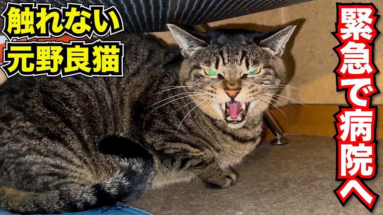 触れない元野良猫の口に違和感？緊急で病院へ #猫 #保護猫 #cat #野良猫