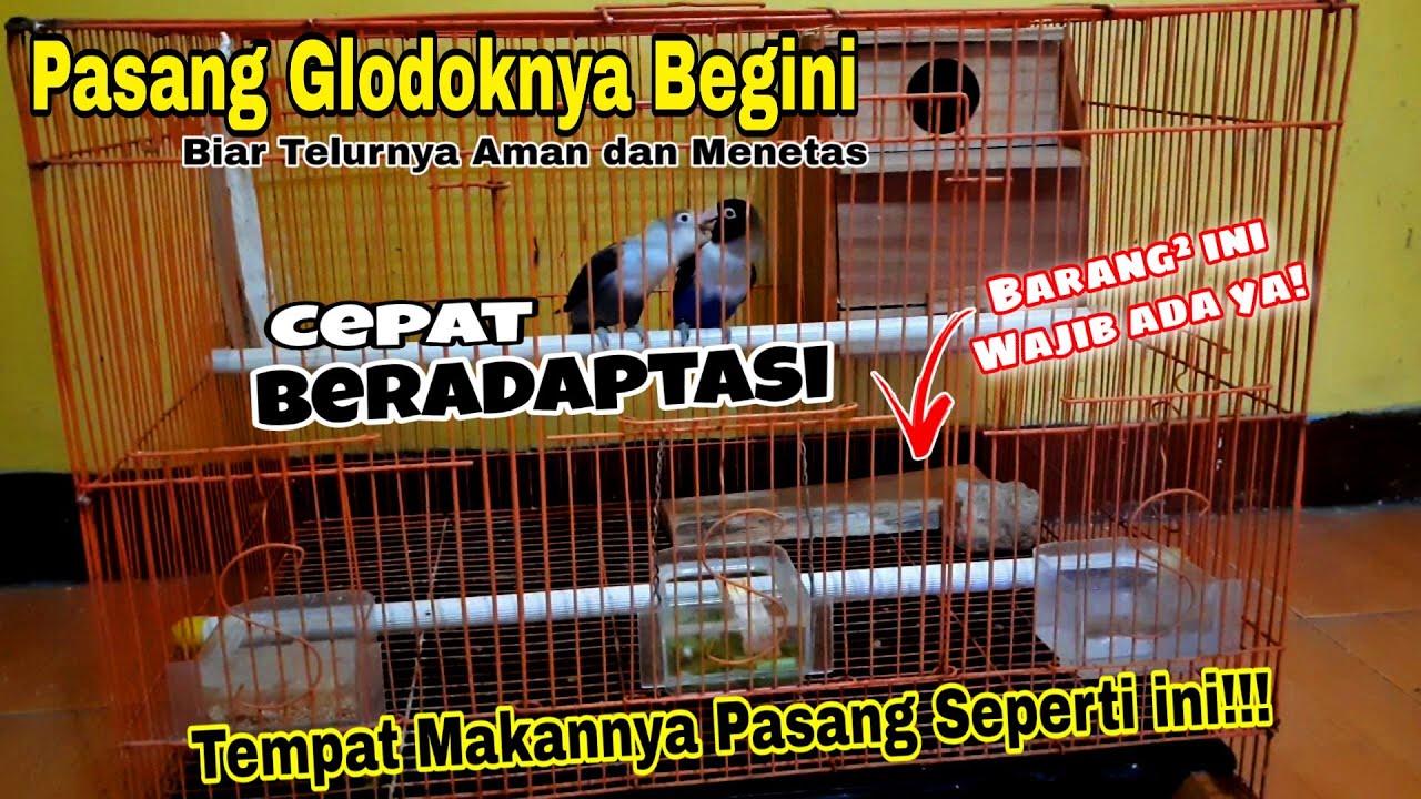 Cara Pasang Glodok Lovebird yang Benar, Cara Ternak Lovebird Kandang Kotak agar Telur Menetas Semua
