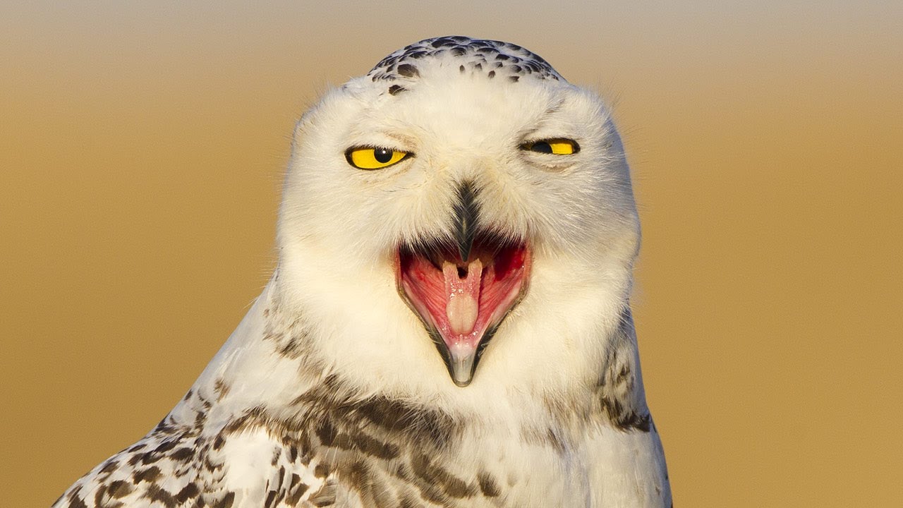 Snowy Owl Invasion