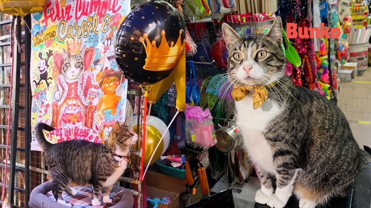 Del miedo al amor: Carolo, el gatito que encontr&oacute; su hogar tras un temblor🐾🐈&zwj;⬛