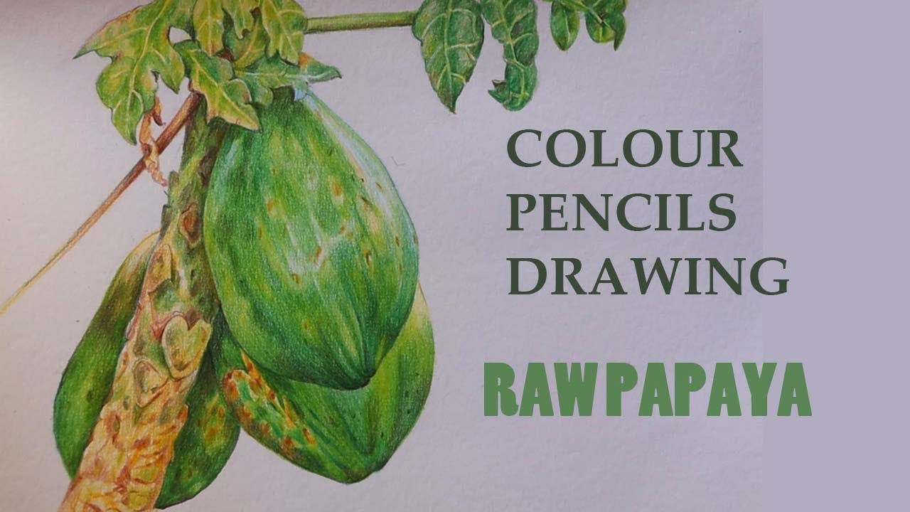 Green Papaya drawing with colour pencils | How to draw raw papaya | Fruit drawing