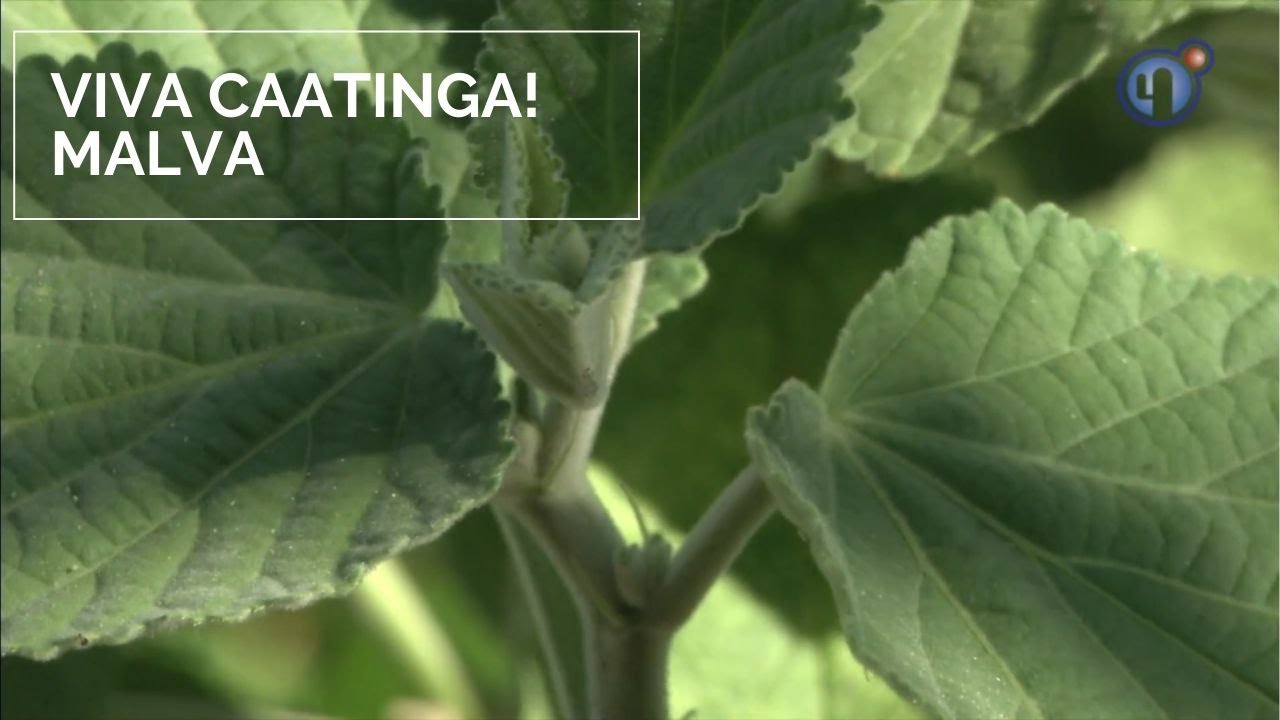 Viva Caatinga! Malva